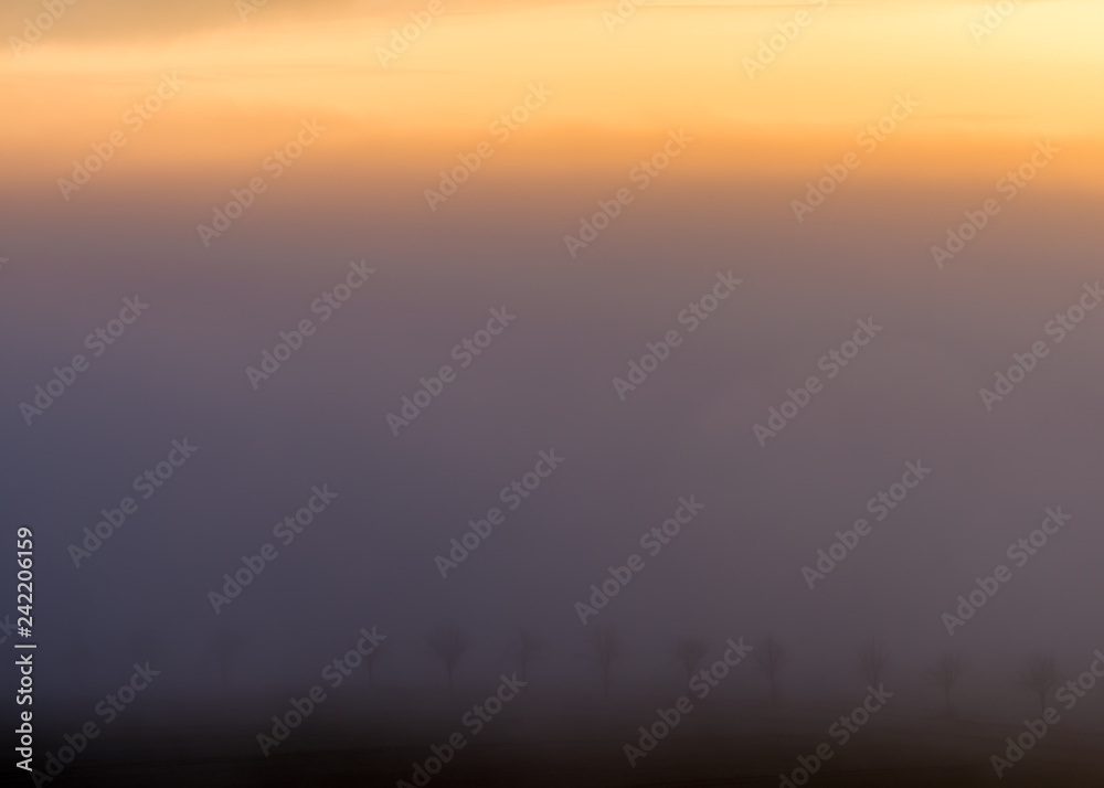 The small trees are in the fog and the sun is rising The small trees are in the fog and the sun is rising