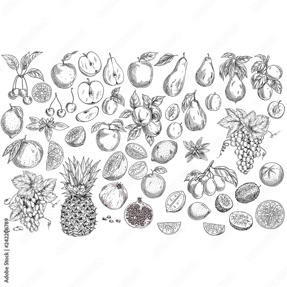 Fototapeta premium Set Garden Fruits Hand Drawn Black and White