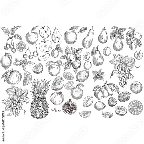 Fototapeta Naklejka Na Ścianę i Meble -  Set Garden Fruits Hand Drawn Black and White