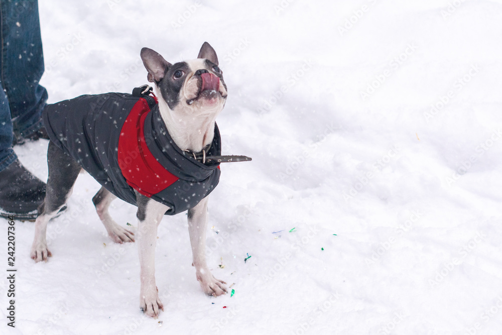 Boston Terrier dog in winter jacket trying to catch snowflakes tongue for a walk