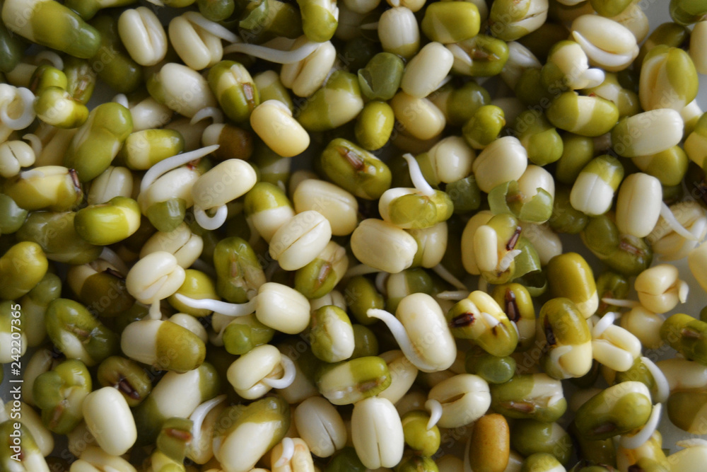 Mung bean sprouts in the white plate. fresh raw organic vegan food. Mung bean sprouts in the white plate. fresh raw organic vegan food.