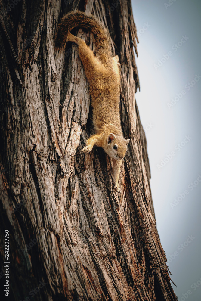 Buschhörnchen an einem Baum, Chobe National Park, Botswana Buschhörnchen an einem Baum, Chobe National Park, Botswana