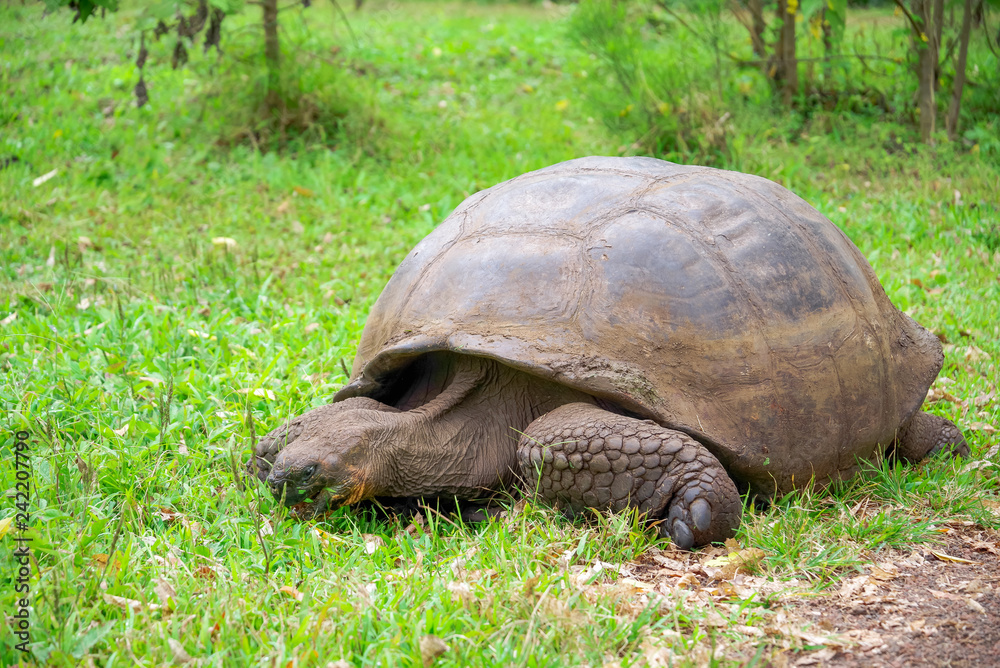 A giant Galapagos turtle, Galapagos islands, South America A giant Galapagos turtle, Galapagos islands, South America