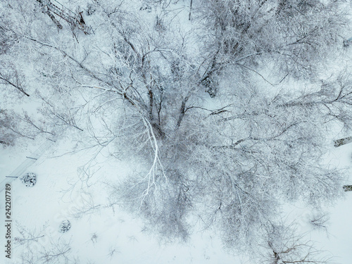 snowy trees in cold winter season top view b