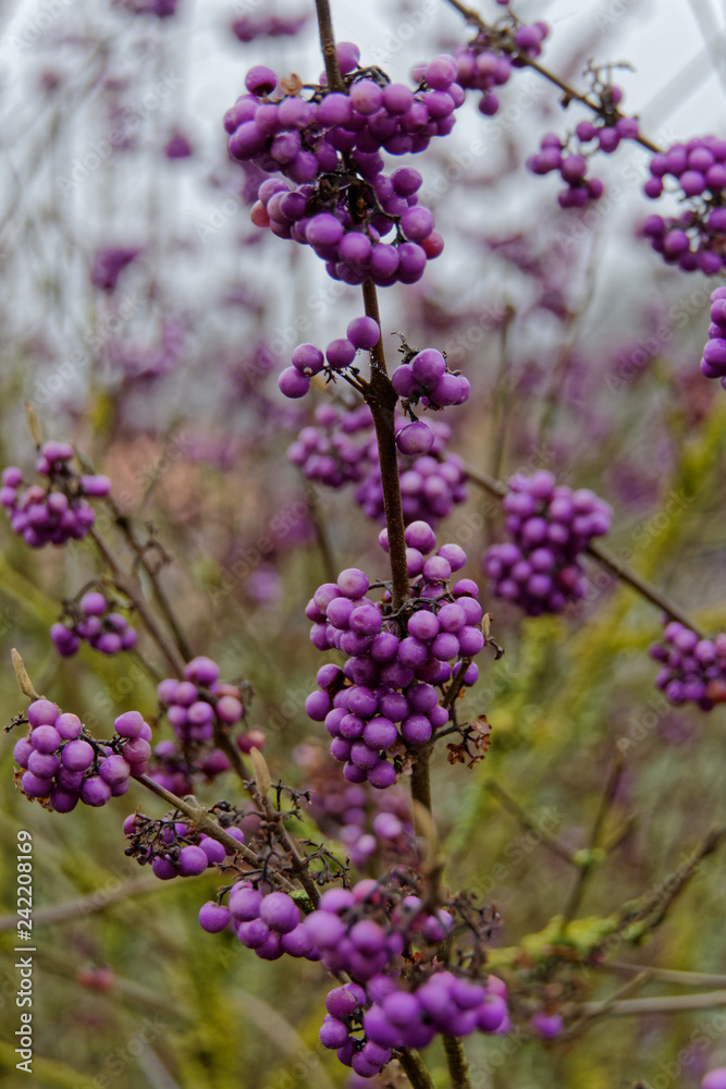 Grappe de baies violettes de Callicarpes dans un jardin du Nord de la France. Grappe de baies violettes de Callicarpes dans un jardin du Nord de la France.