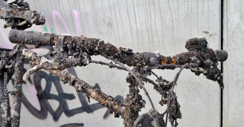 Photography Altes Fahrrad - Lenker mit Muscheln besetzt