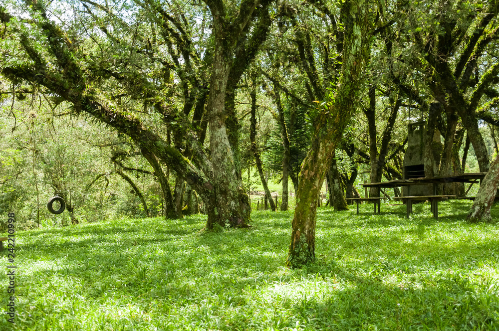 trees in park trees in park
