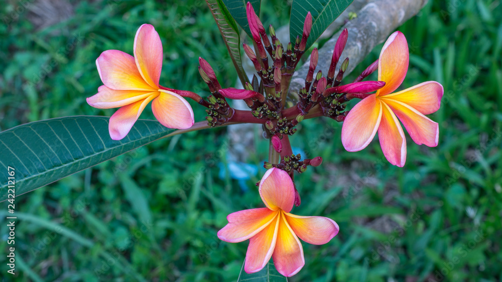 Fototapeta premium flowers on a background