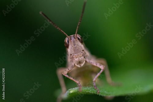 Grasshopper portrait