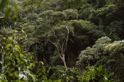 Gr  ne B  ume im Atlantischen Regenwald von Rio de Janeiro  Brasilien