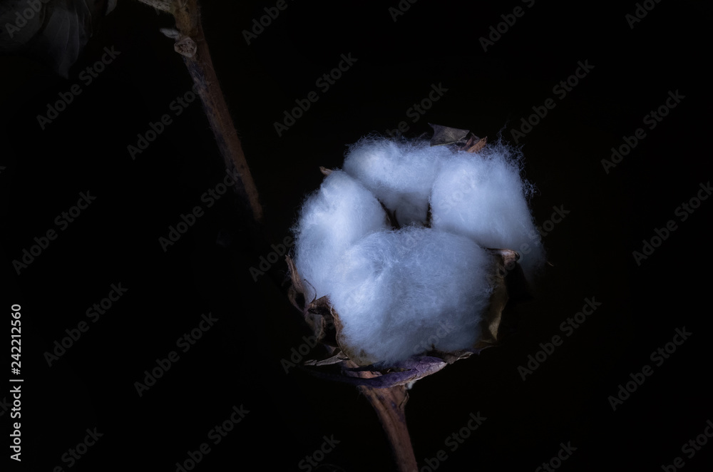Plant cotton on a dark background close-up in a contrasting light Plant cotton on a dark background close-up in a contrasting light