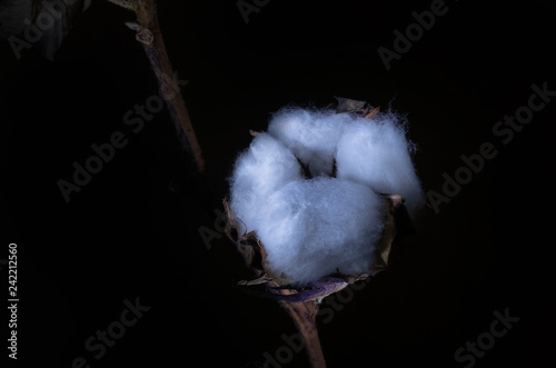 Plant cotton on a dark background close-up in a contrasting light