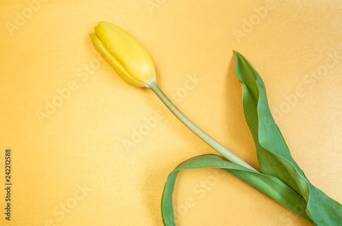 Yellow tulip on a yellow background, bright minimalistic picture