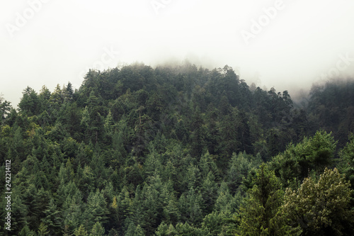Forest on a mountain slope © Levin
