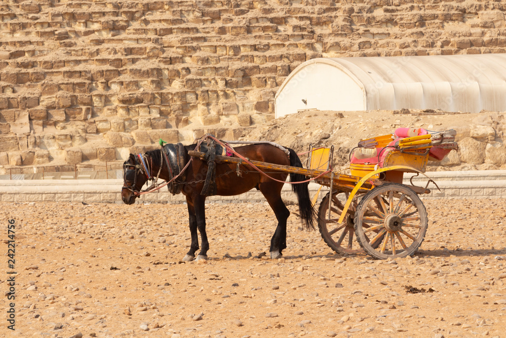 A horse carriage in Egypt
