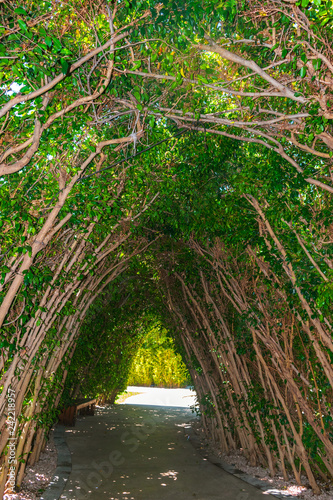 Vanishing point view of a tunnel made of tree trunks.