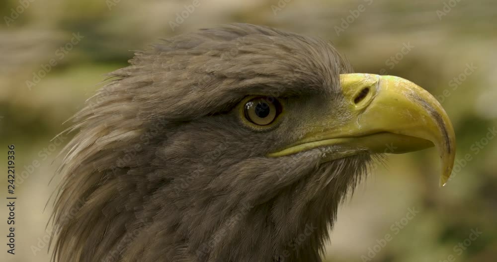 Close up of an eagle head facing right. It turns right toward camera and then back again. Close up of an eagle head facing right. It turns right toward camera and then back again.