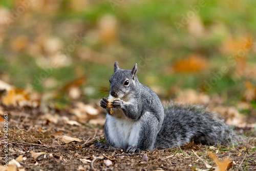 squirrel eating a nut © Brown Moose Design