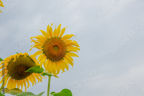 Beautiful sunflower in green farm. Close up shot.