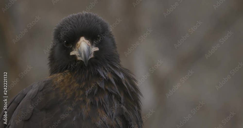 Falkland Caracara, a falcon, looks left and right several times. Falkland Caracara, a falcon, looks left and right several times.