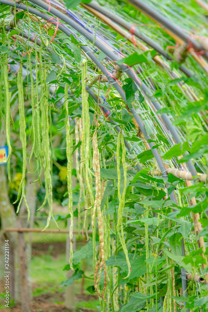 Obraz premium Long bean in farmer farm