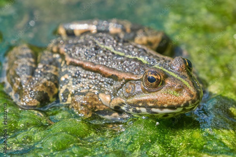 Frosch Frosch