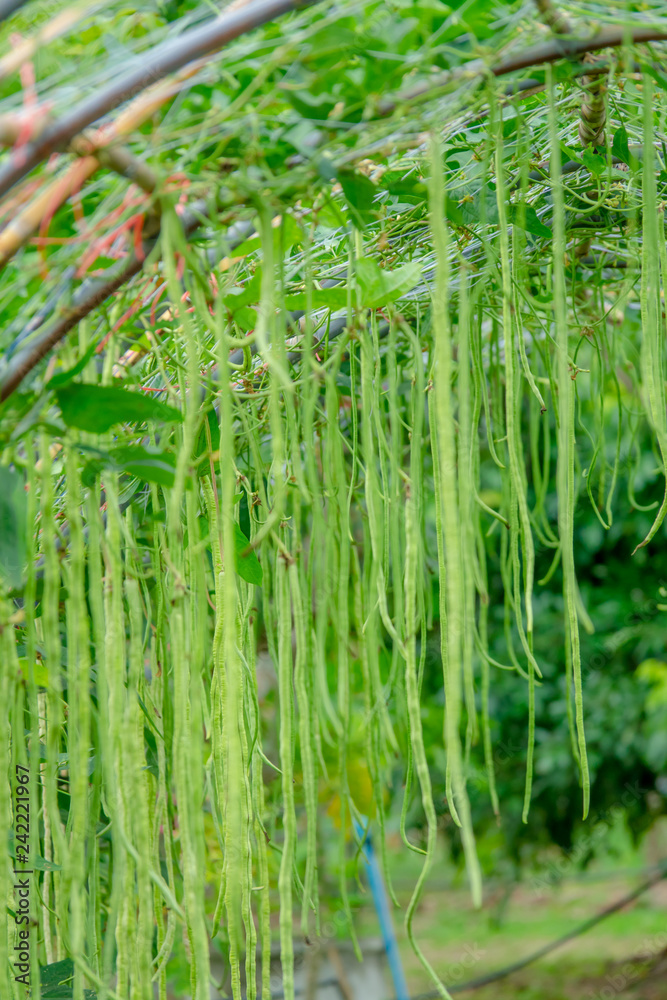 Obraz premium Long bean in farmer farm