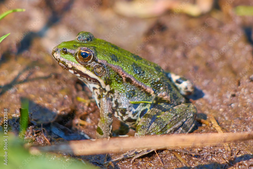 Fototapeta premium Frosch
