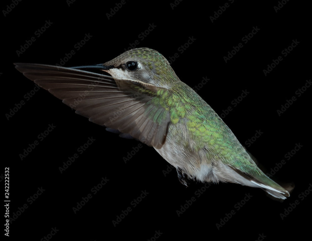 Fototapeta premium Hummingbirds