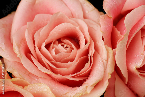 Big pink rose close up