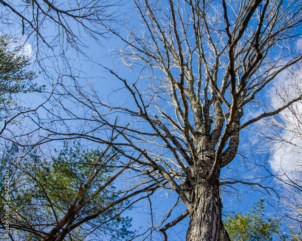 Large old sugar maple tree in winter Large old sugar maple tree in winter