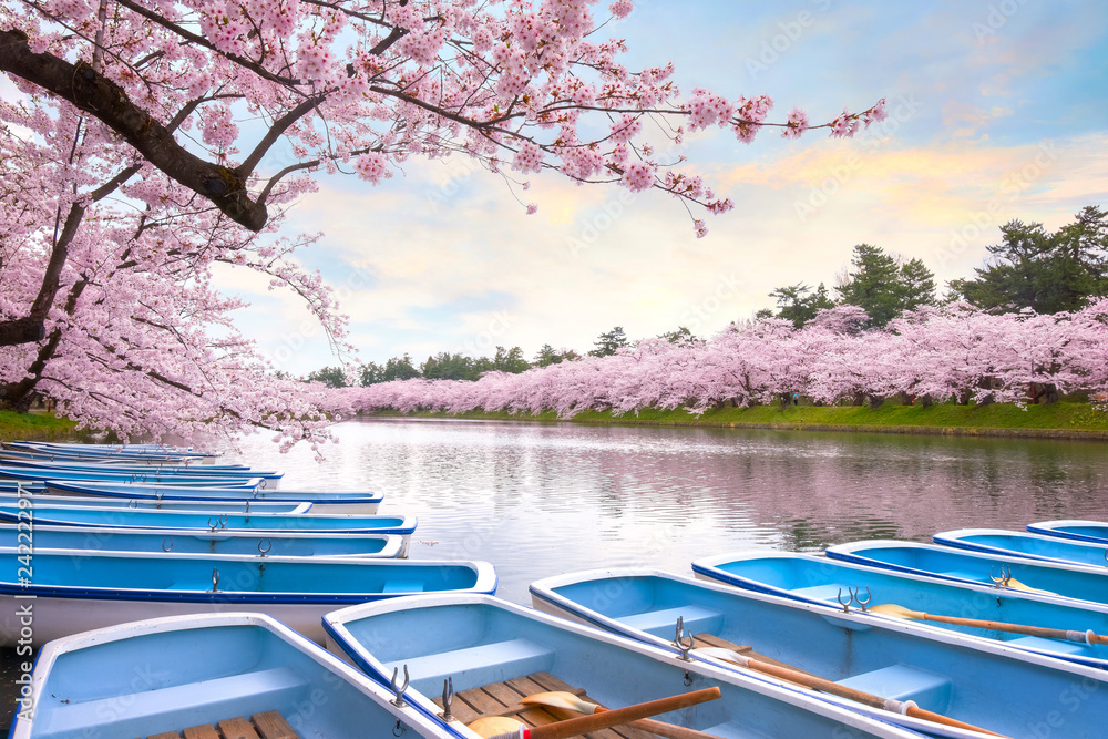 Fototapeta premium Pełny kwiat Sakura - wiśniowy kwiat w Hirosaki parku w Japonii