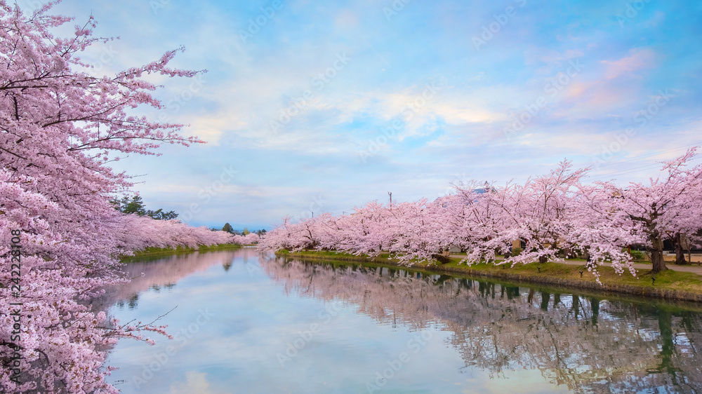 Full bloom Sakura - Cherry Blossom at Hirosaki park in Japan Full bloom Sakura - Cherry Blossom at Hirosaki park in Japan