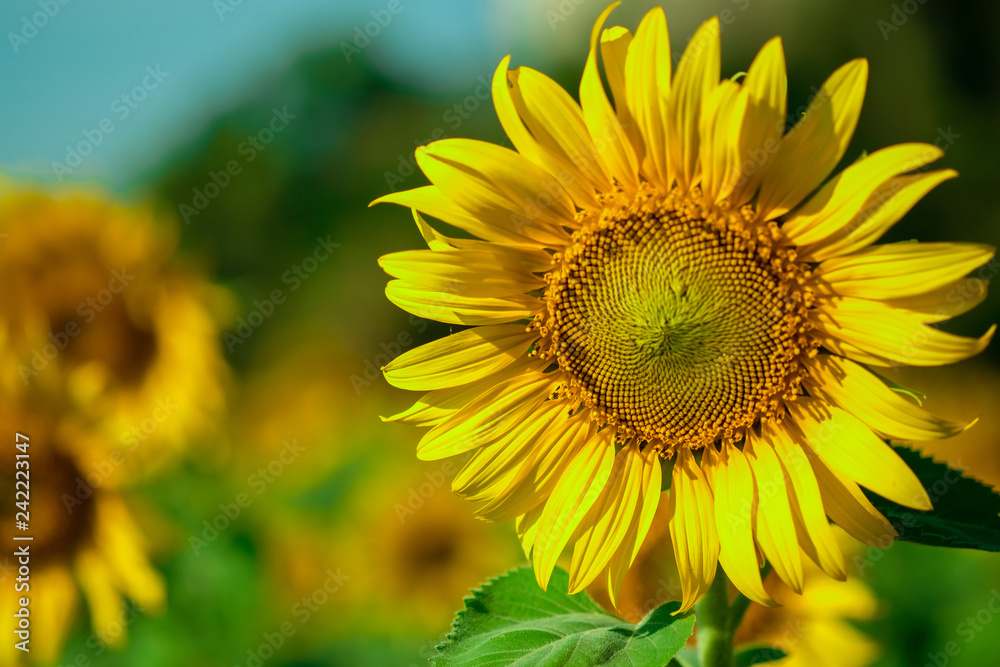 Close-up sunflower, natural background.