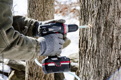 Drilling maple sap tap hole with cordless drill