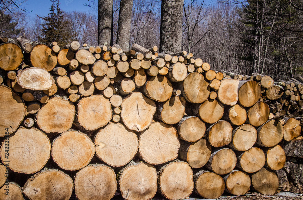 Wood pile awaits burning in maple syrup evaporator