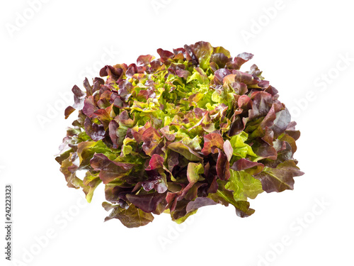 Purple oak leaf lettuce salad rosette