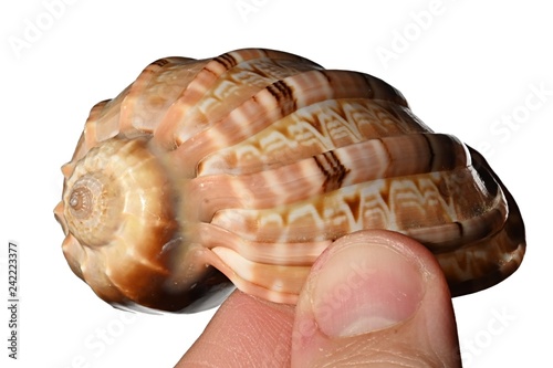 Decorative seasjell of larger sea mollusc, side view, held in left hand of adult male person, white background 