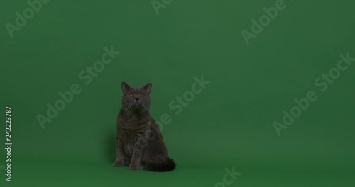 Sitting British Shorthair cat