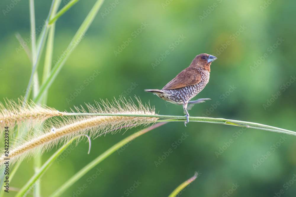 Fototapeta premium Tiger Shrike bird-dancing