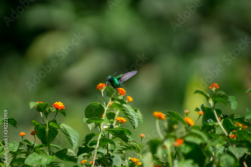 hummingbird