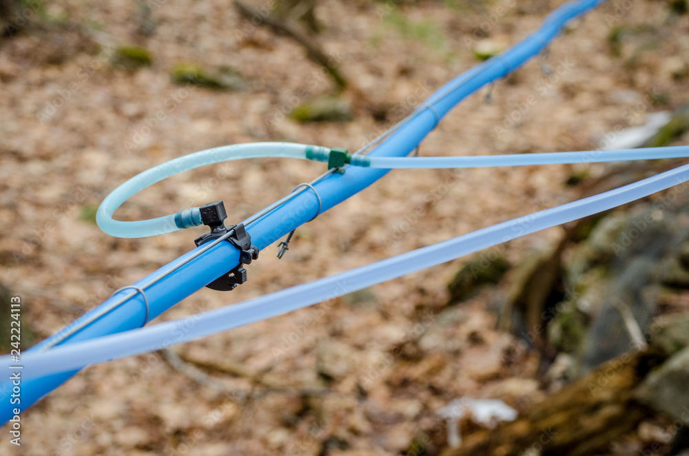 Blue plastic maple sap collection tubing
