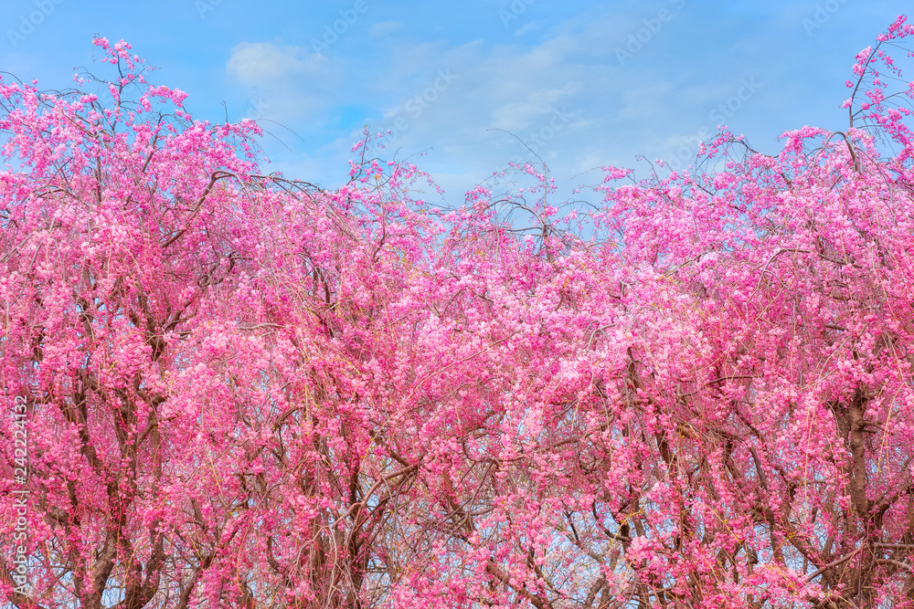 Full Bloom Sakura at Kitakami Tenshochi park in Japan