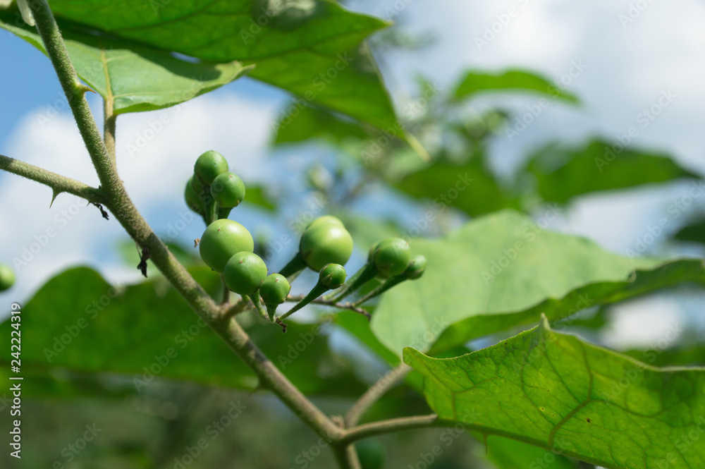 Close up of Turkey berry, Wild eggplant, Pea eggplant or Solanum torvum bunch on tree Close up of Turkey berry, Wild eggplant, Pea eggplant or Solanum torvum bunch on tree