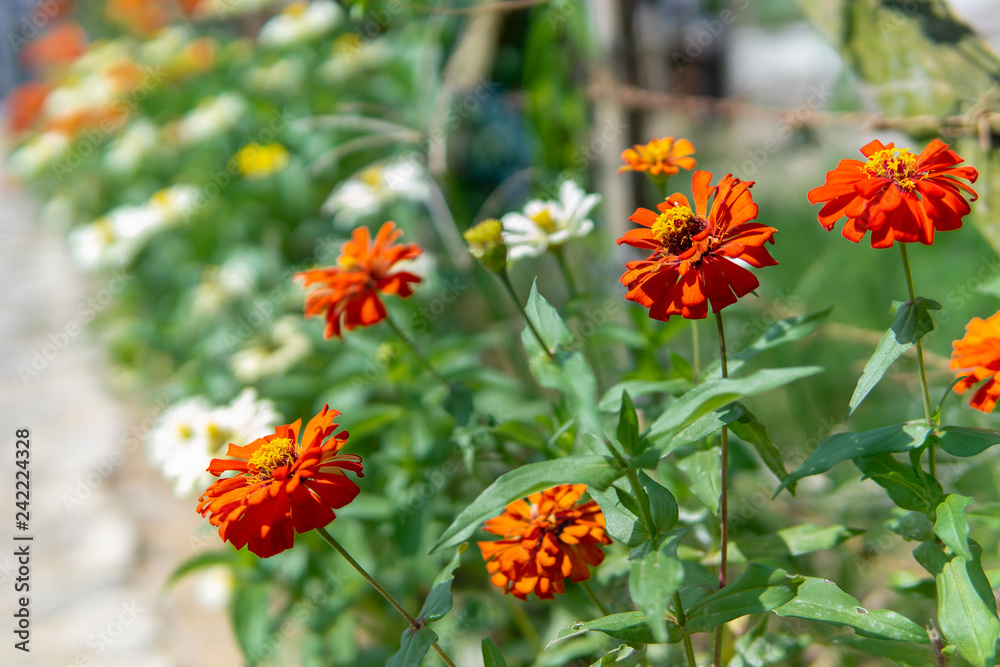 fresh red Chrysanthemum japonense bloom on garden fresh red Chrysanthemum japonense bloom on garden