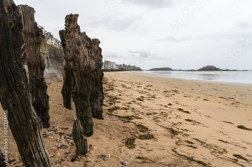 Old weathered tree trunks on the beach of Saint Malo