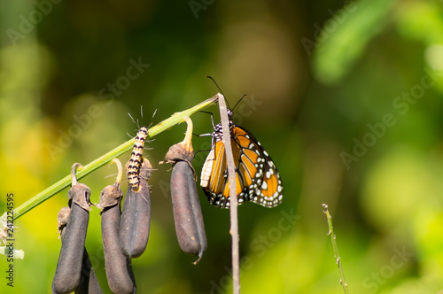  BUTTERFLY MONARCA