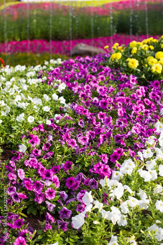 group of Beautiful Petunia flowers in the garden group of Beautiful Petunia flowers in the garden