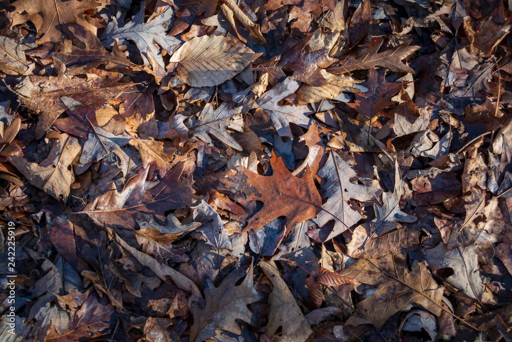 Dead brown leaves of various sizes and shapes cover the ground in a forest.