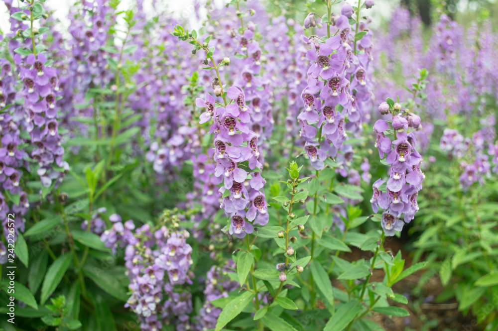 beautiful Angelonia flower in the garden beautiful Angelonia flower in the garden